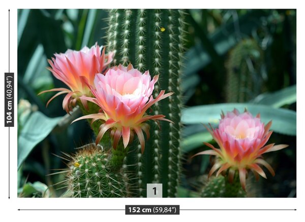 Fototapet Cactus Flower