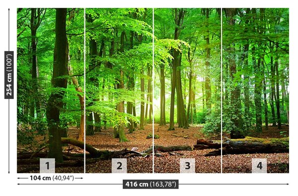 Fototapet Spring Forest