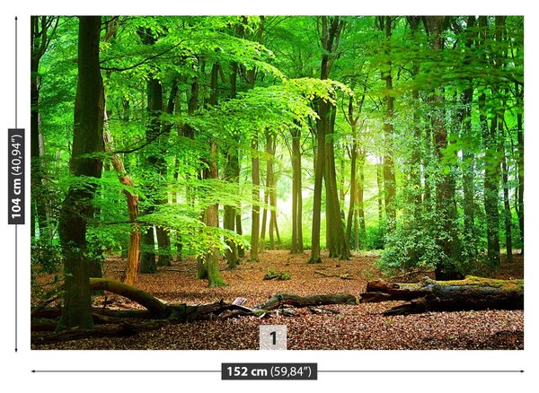 Fototapet Spring Forest