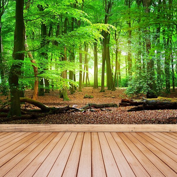 Fototapet Spring Forest