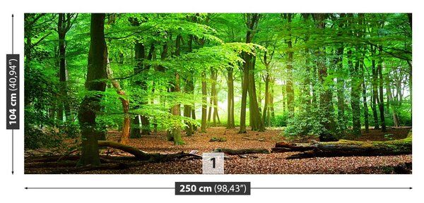 Fototapet Spring Forest