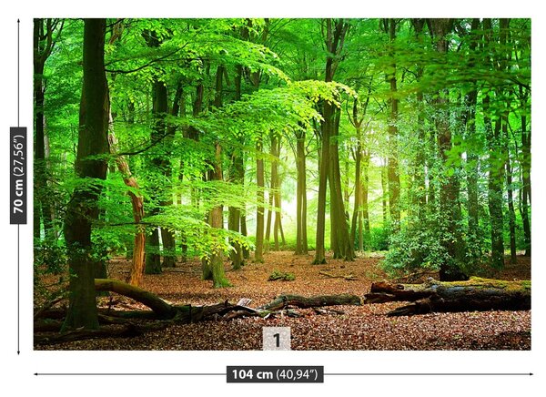 Fototapet Spring Forest
