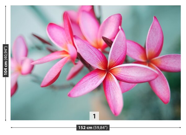 Fototapet Pink Plumeria