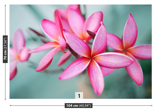 Fototapet Pink Plumeria