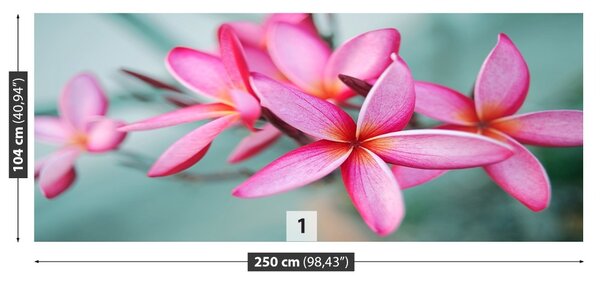 Fototapet Pink Plumeria