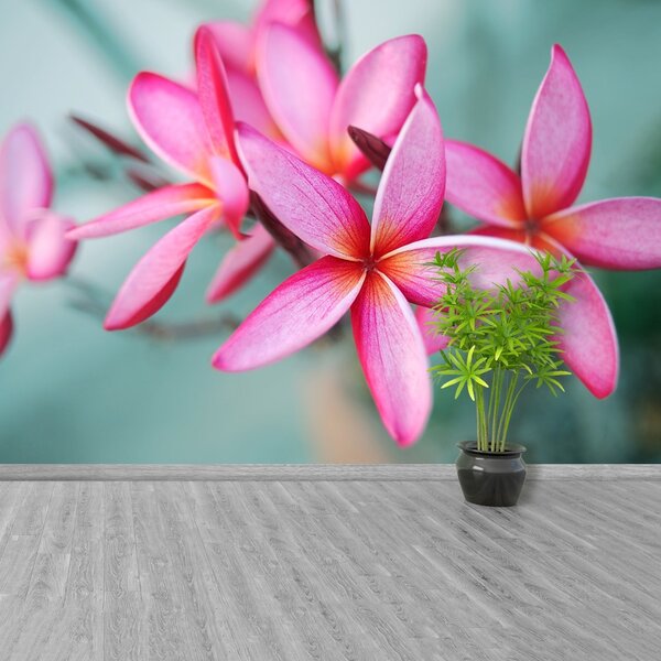 Fototapet Pink Plumeria