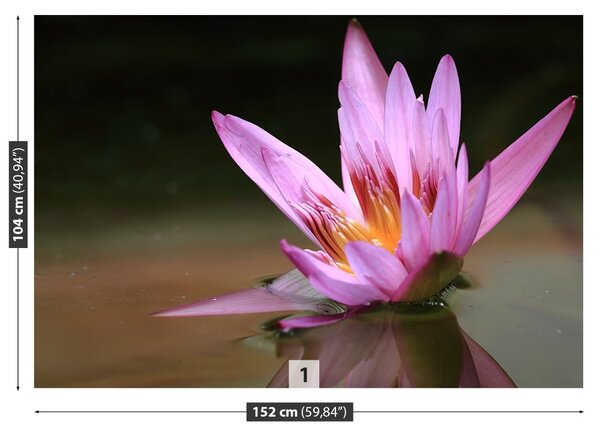 Fototapet Pond Lotos