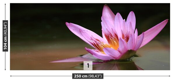 Fototapet Pond Lotos
