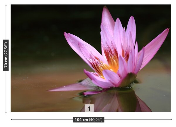 Fototapet Pond Lotos