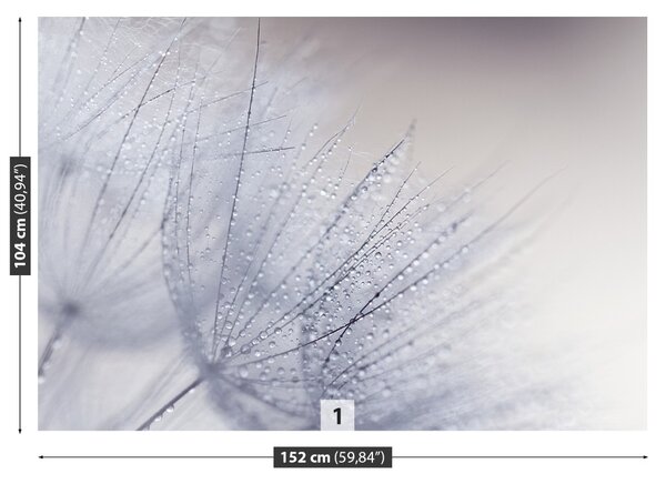 Fototapet Seminte dandelion