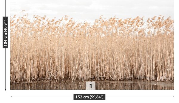 Fototapet Reed Pond