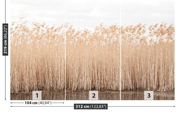 Fototapet Reed Pond
