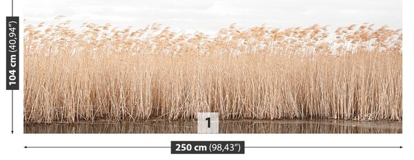 Fototapet Reed Pond