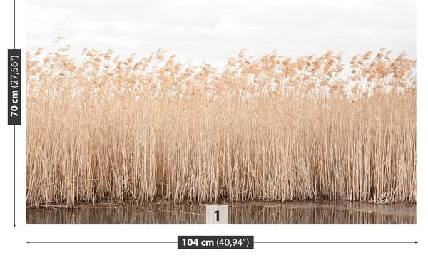 Fototapet Reed Pond