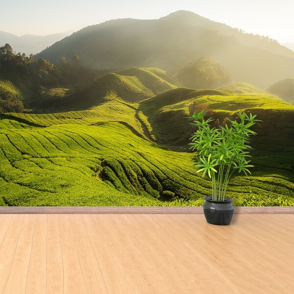 Fototapet Tea Plantation