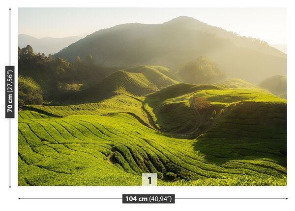 Fototapet Tea Plantation