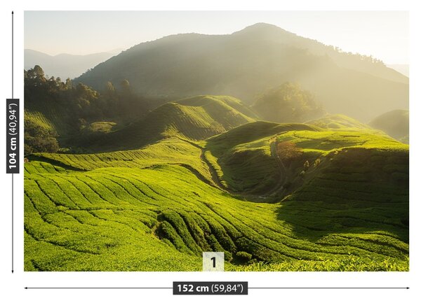 Fototapet Tea Plantation