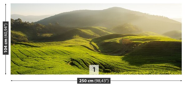 Fototapet Tea Plantation