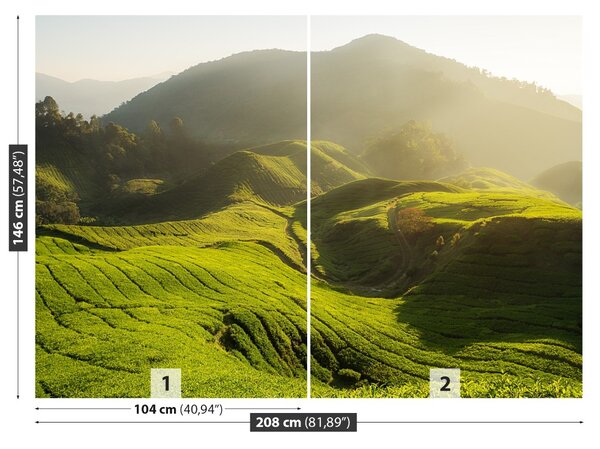 Fototapet Tea Plantation