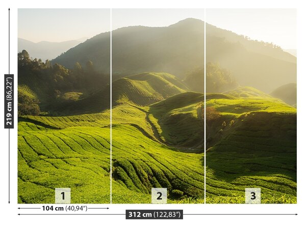 Fototapet Tea Plantation