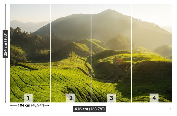 Fototapet Tea Plantation