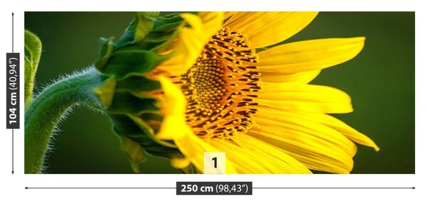 Fototapet floarea-soarelui
