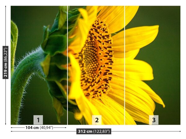 Fototapet floarea-soarelui