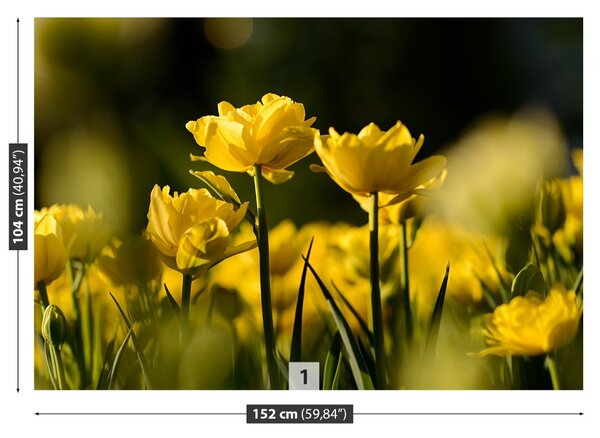 Fototapet Yellow Tulip
