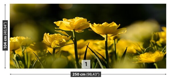 Fototapet Yellow Tulip