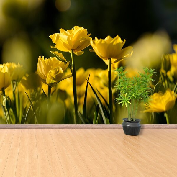 Fototapet Yellow Tulip
