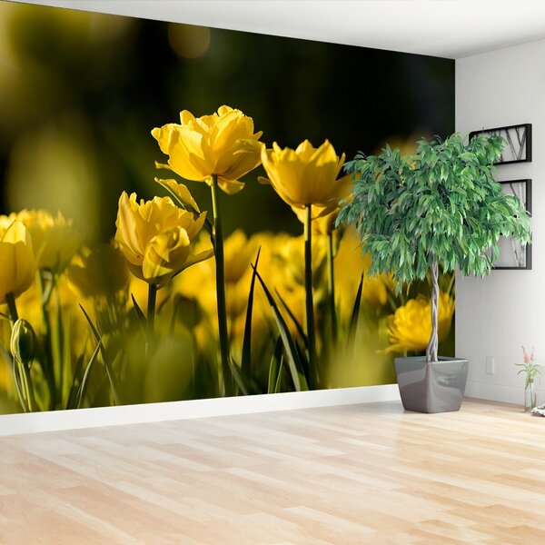 Fototapet Yellow Tulip