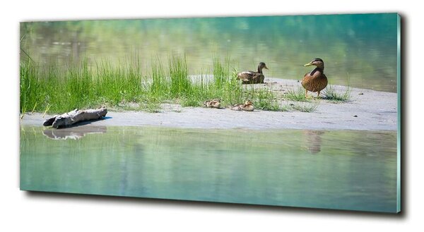 Tablou Printat Pe Sticlă Ducks de apă