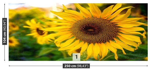 Fototapet Floarea soarelui galben