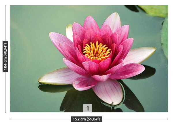 Fototapet Floare de lotus