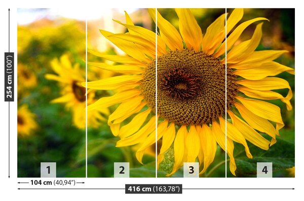 Fototapet Floarea soarelui galben