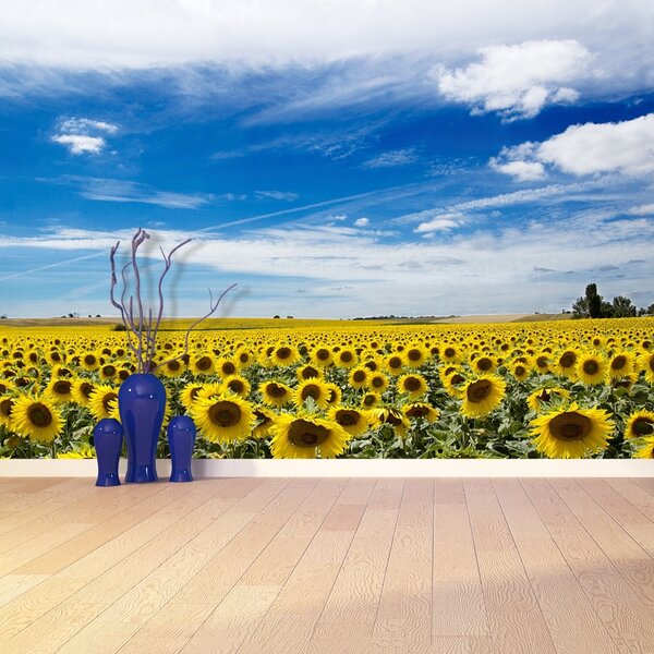 Fototapet Domeniu de Sunflowers
