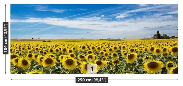 Fototapet Domeniu de Sunflowers