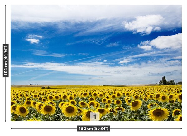 Fototapet Domeniu de Sunflowers