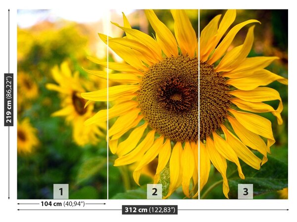 Fototapet Floarea soarelui galben