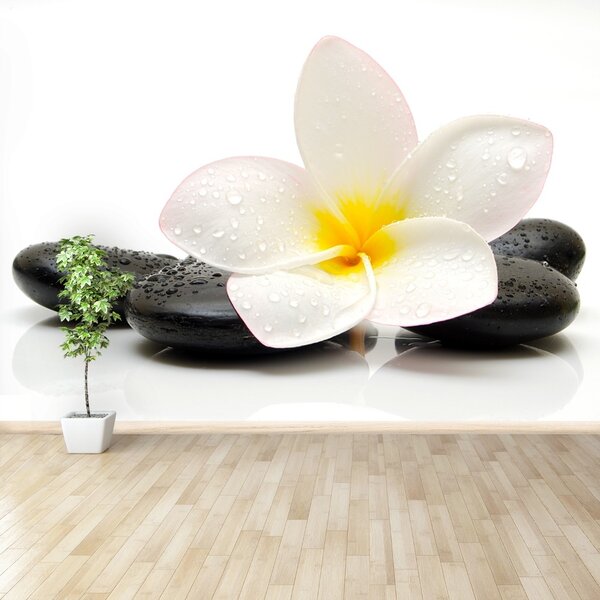 Fototapet plumeria pietre