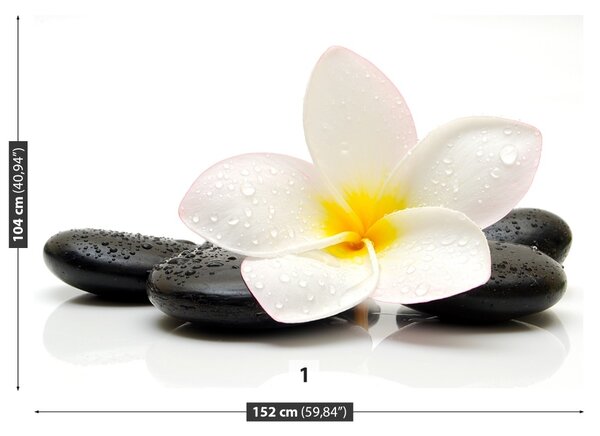 Fototapet plumeria pietre