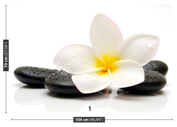 Fototapet plumeria pietre