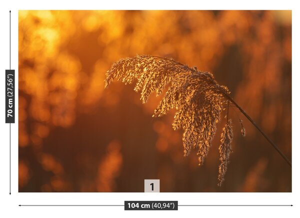 Fototapet Orange Cane