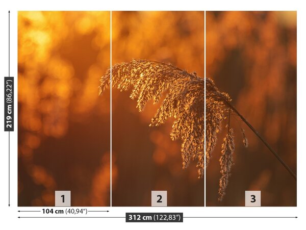 Fototapet Orange Cane