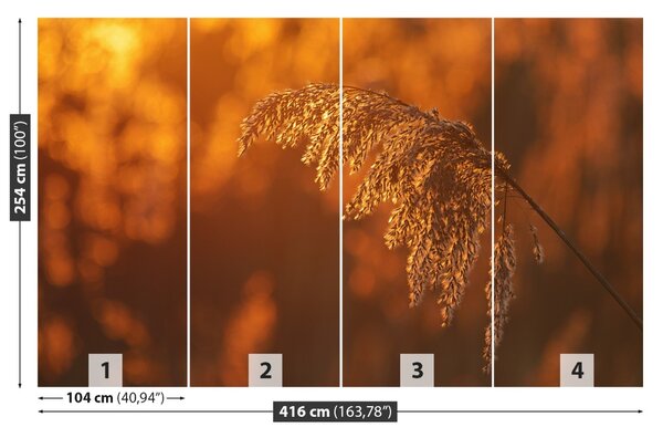 Fototapet Orange Cane
