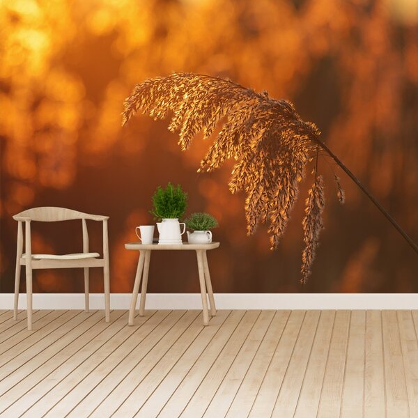 Fototapet Orange Cane