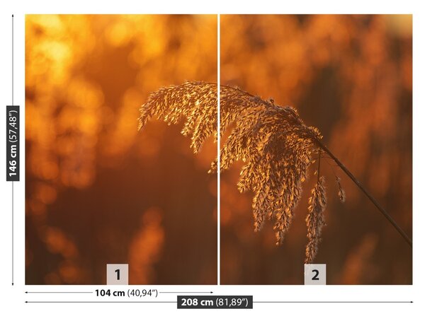 Fototapet Orange Cane