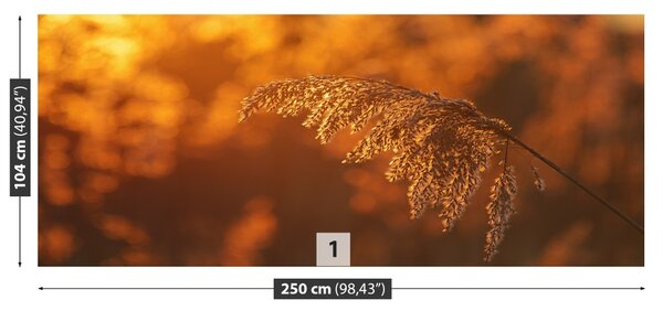Fototapet Orange Cane