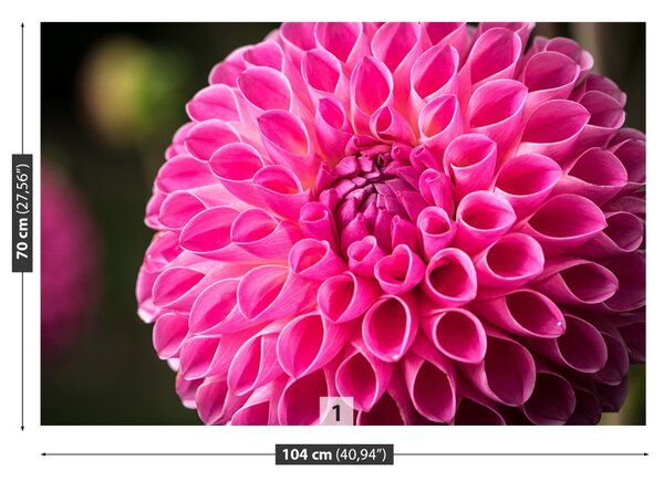 Fototapet Dahlia roz