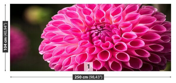Fototapet Dahlia roz
